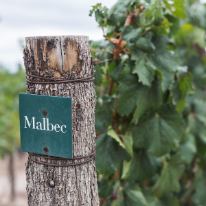 Vinhos da Argentinos: premiados pela qualidade e pela variedade