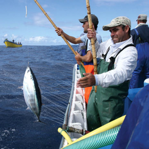 Pesca “Salto e Vara”