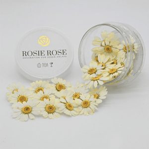 Rosie Rose Special Flowers Daisies 15un